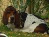 basset hound