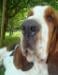 basset hound portrait
