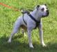 Rowe Yankee Doodle Daisy V