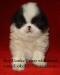 Japanese chin 45 day