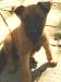 DeMeaux Malinois