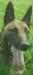 DeMeaux Malinois