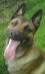 DeMeaux Malinois