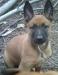 demeaux malinois
