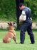 DeMeaux Malinois