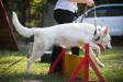 Agility