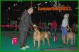 European Dog Show leevarden - champion class winner
