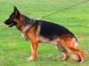 Xadro von Bad-Boll Picture