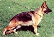 Wanni vom Jägerfreund Picture