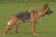 Onara von der Piste Trophe Picture
