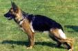 Tessy von Oxsalis Picture