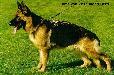 Ulme von Vierhundert Hertz Picture
