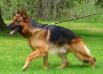 Onex aus Wattenscheid Picture