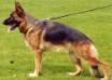 Zecke von Trafalga Picture