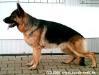 Zeppo vom Thalberger Land Picture