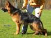 Wicky vom Kuckucksland Picture