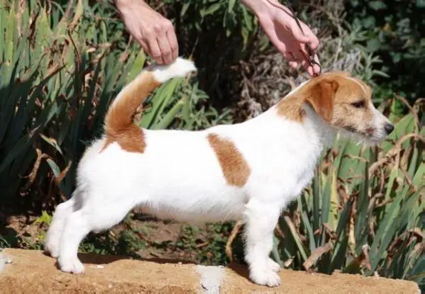 Vernice Fresca Di Sutri