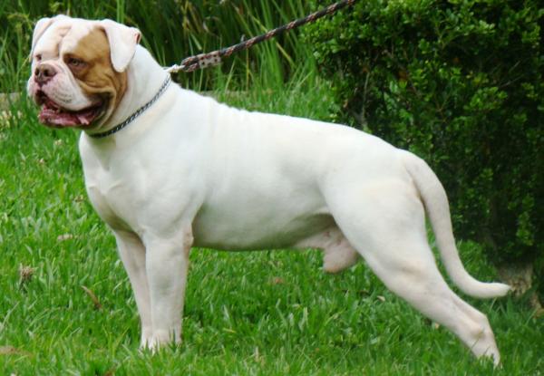 Munster of BR Sunshine Land