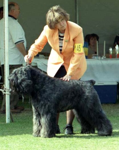 CH Yannick Baila v.h. Geboefte