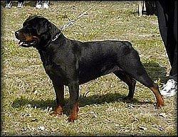 HJCH,4X HPJ,4X CAC Kitty von Hause Sommer