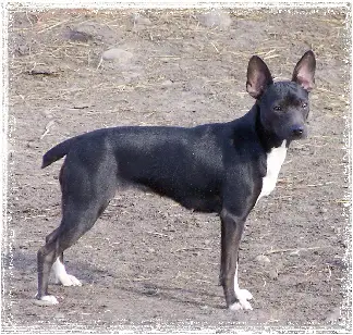 Hall's Nigerian Doll