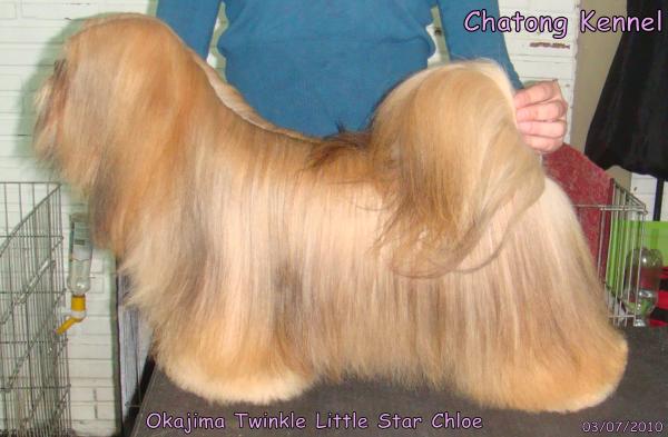 BRAS CH Okajima Twinkle Little Star Chloe