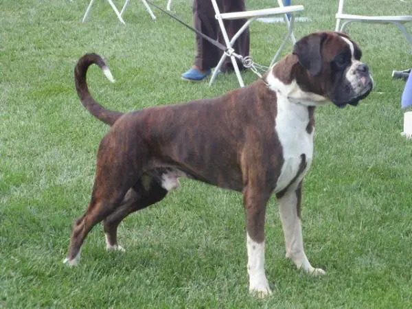 CAC EL-DIABOLO VON KHANBALIC