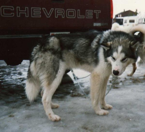 Najanin's Arctic Star