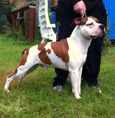 Getic Flames a.d. Indian Horse