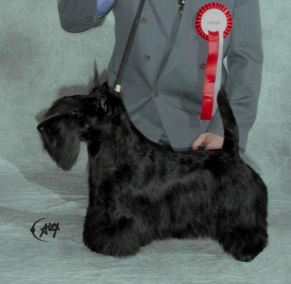 CH. Image from Black &  White Joybusters