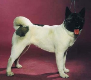 Riverview Show Stopper