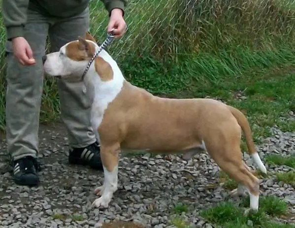 Champion's Line & Red Side DD Darxx