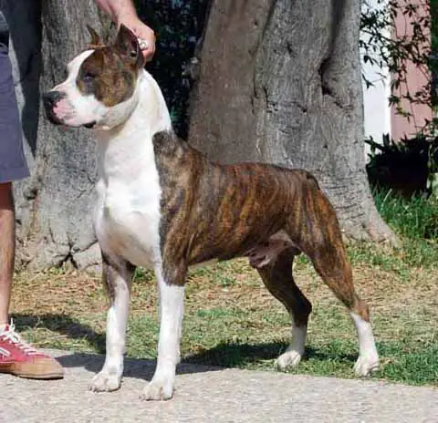 MULTI CH Sindelar's Trabuco Joe