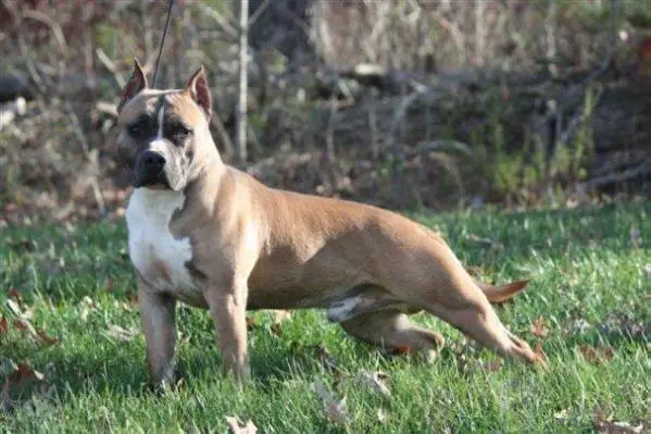 Scott's Otto Von The Greatest