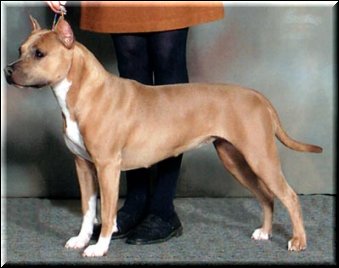 CAN CH SunBolt's Northern Lights