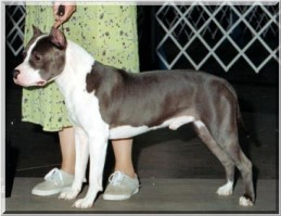 CH SunBolt's Boomtown Bully