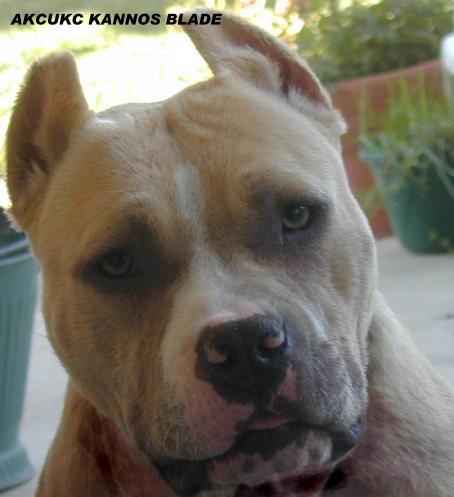 Kanno's Sharp As A Blade