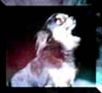 DACHARELLA'S HELLFANGEL