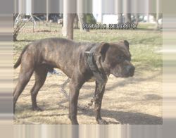 Farmer's Maniac Zebeaux