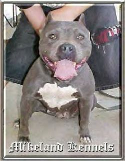 Mikeland's Blue Grace