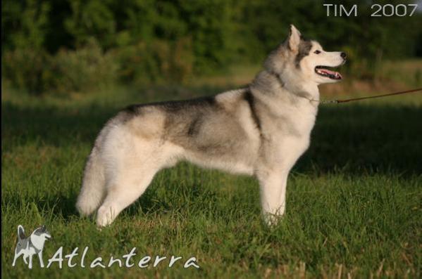 CH\RUS CH\UKR CH\RKF TIMBERWOLVES Del Karraces