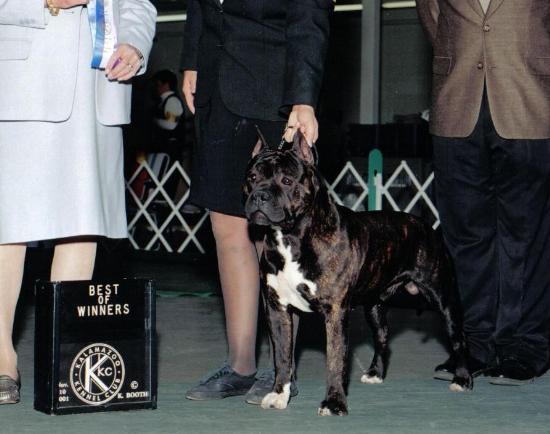 AKC CH/UKC CH Shonuff's Mr Go Getta
