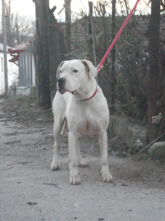 Zorry de Lacy Atoazra