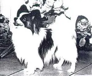 MULTI CH Zitka's Jonathan