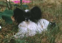 Cir Podebradsky motylek