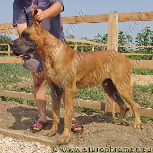 Pan vom Schloss Laupheim