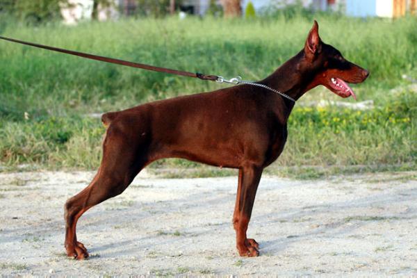 Betelges Sienna del Nasi