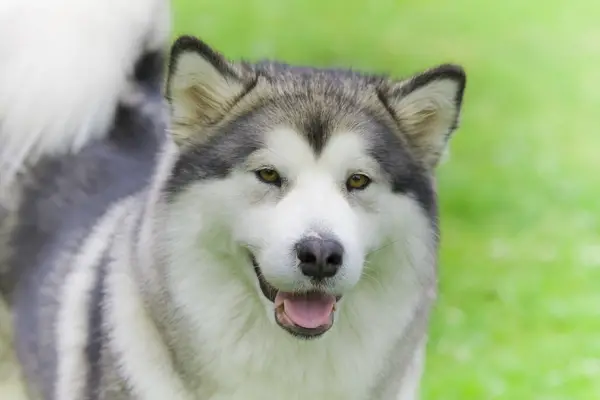 Chesvik Top Tochka Ru