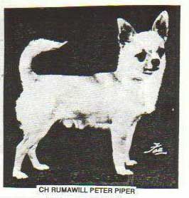 CH rumawill Peter piper