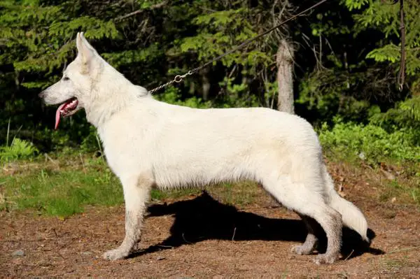 BOB PUPPY HEJW - 11 White Aspens Braveheart Brad